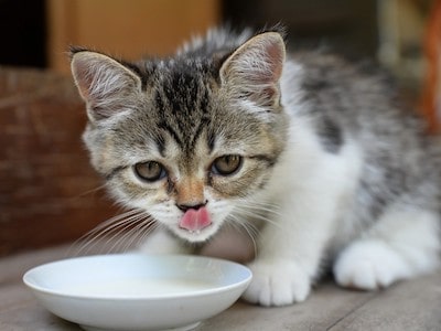 Homemade Kitten Formula Recipe 3