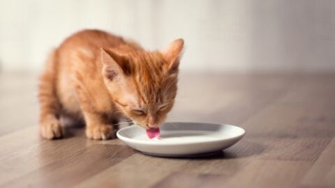 Homemade Kitten Milk Replacer Recipe: Feline-approved Feeding