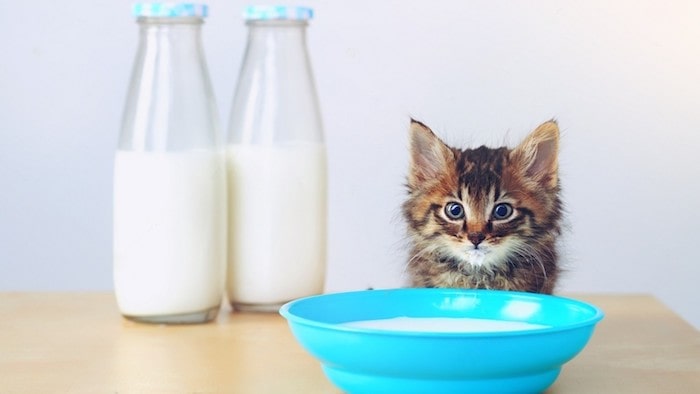 Homemade Kitten Milk Replacer Recipe Feline approved Feeding