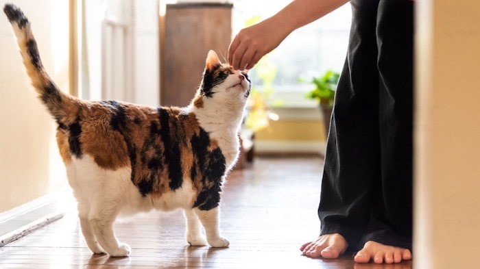 Homemade Peanut Butter Cat Treats