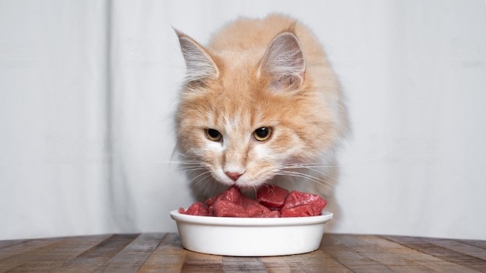 Homemade Raw Cat Food Recipe