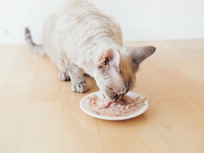 Canned Salmon Treat