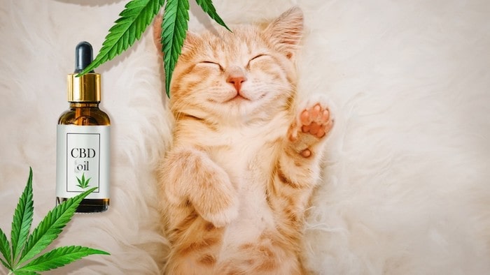 Benefits Of CBD Oil For Cats