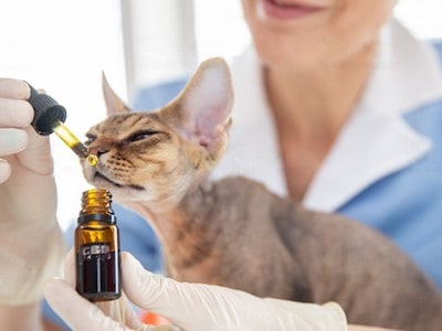 Choosing CBD Oil for Cats