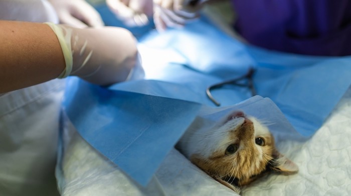 ips To Care After Neutering Your Cat Or Dog
