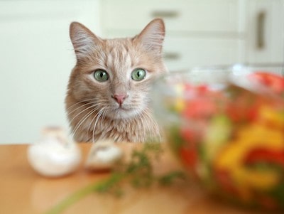 Benefits and Risks of Feeding Vegan or Vegetarian Diets to Dogs and Cats