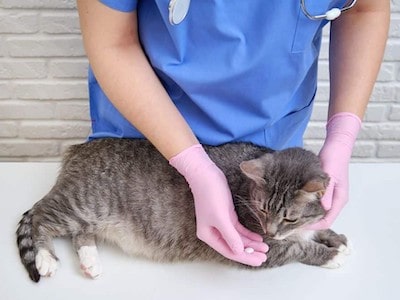 Benefits of Penicillin for Cats 1