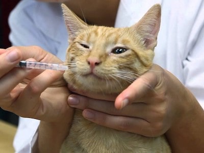 Dosage and Administration of Penicillin for Cats