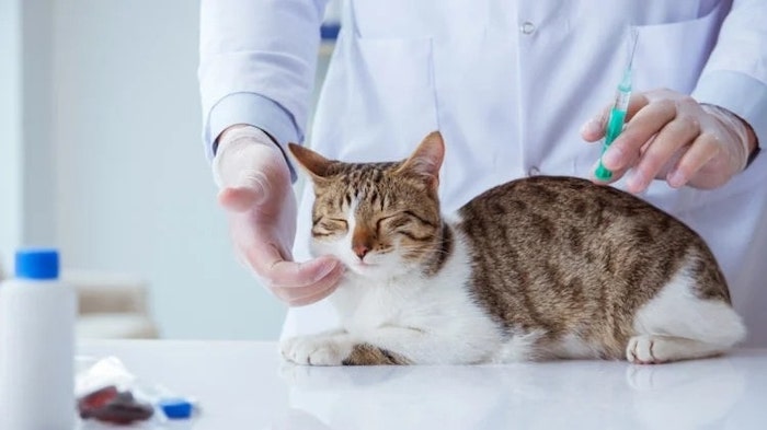 How Much Penicillin to Give a Cat