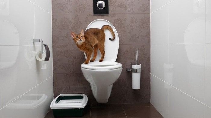 How to Eliminate Litter Box Odors in Your Bathroom