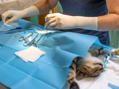 Spay or Neuter Assistance for Low Income Pet Owners