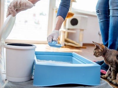 Tips to Get Rid of Cat Litter Box Smell in Your Bathroom