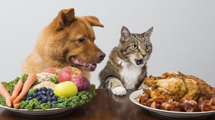 Vegan Diets for Dogs and Cats
