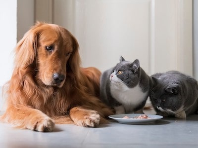What Is a Vegan Diet for Dogs and Cats
