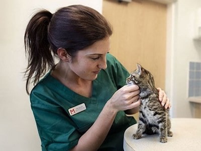 What is Nonregenerative Anemia in Cats with CKD