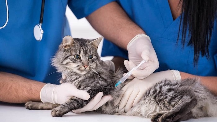 What is Penicillin and How Does It Work for Cats