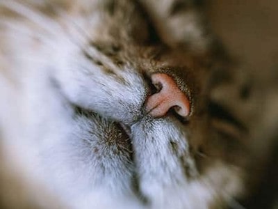 When to Worry About Black Boogers in Cats And What to Do