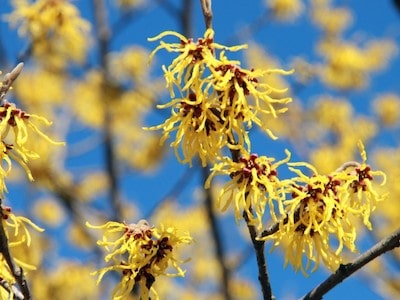 Benefits and Risks of Witch Hazel for Cats