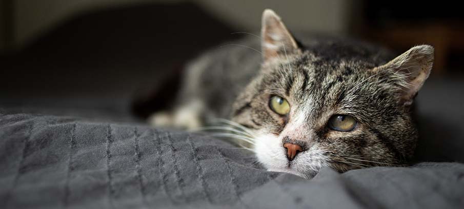 CBD Treats for Cats with Arthritis