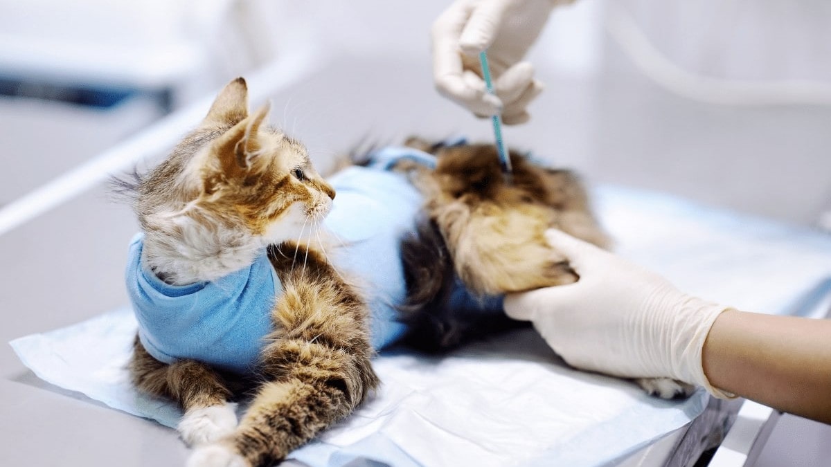 FVRCP Vaccination for Cats