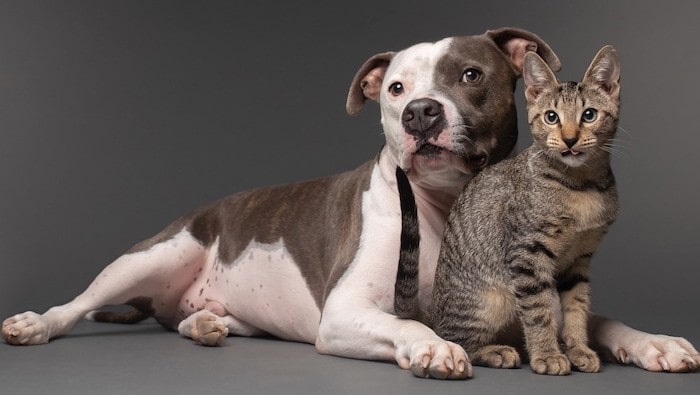 Factors that Influence Pitbull Cat Compatibility