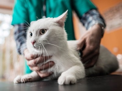 Hyperthyroidism for Cats