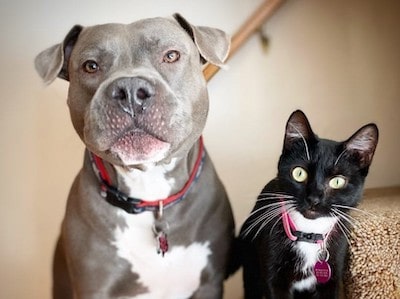 How to Foster a Harmonious Relationship Between a Pitbull and a Cat