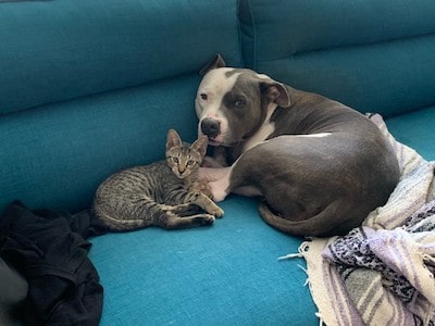 How to Introduce a Pitbull and a Cat