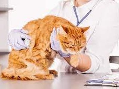 Treating Respiratory Problems in Cats