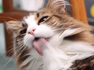 How to Tell if Your Cat is Eating Their Hair