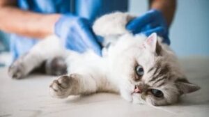 Hyperthyroidism in Cats