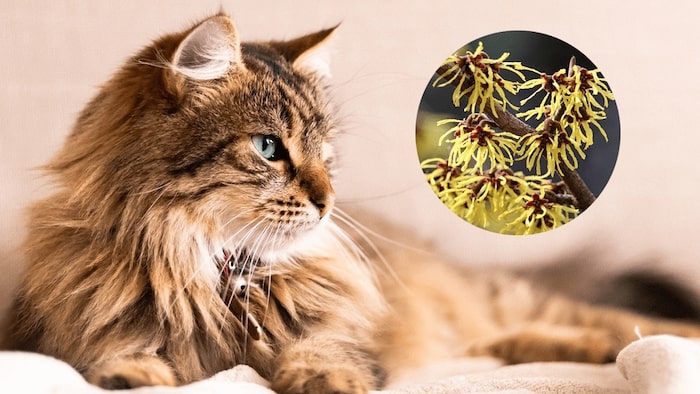 Is Witch Hazel Safe for Cats