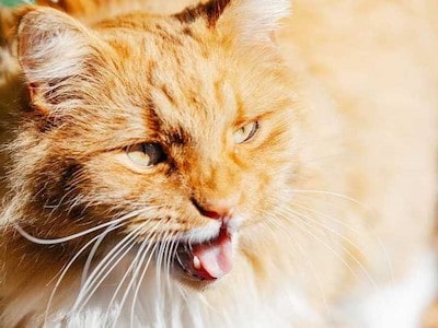 Rapid Breathing in Cats