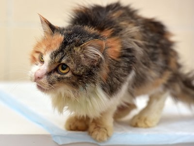 Symptoms of Hyperthyroidism in Cats
