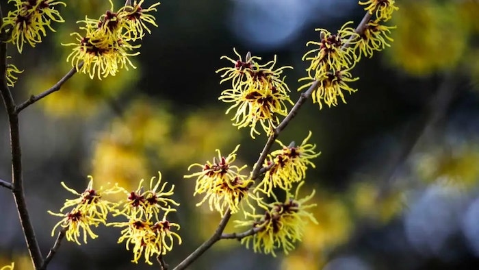 What is Witch Hazel