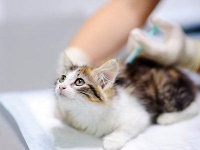 When Should My Cat Get the FVRCP Vaccine