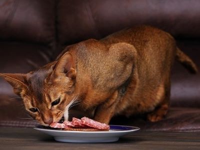 cat eats bologna
