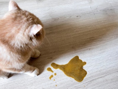 Causes of Cat Vomiting