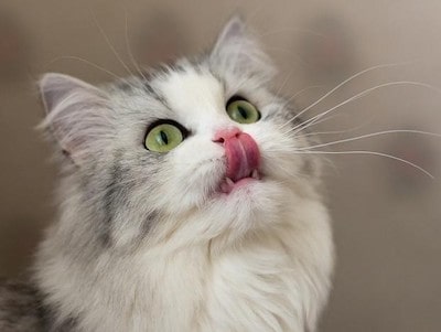 Common Causes of Lip Smacking in Cats