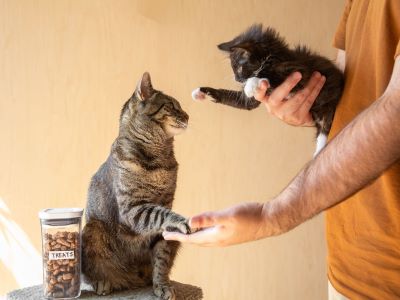 taking care of male cat and kitten