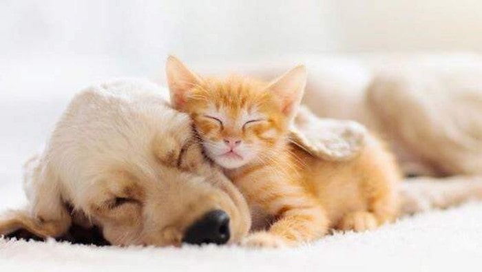 Dog Breeds That Get Along Well With Cats