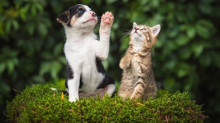 How Do Cats And Dogs Differ