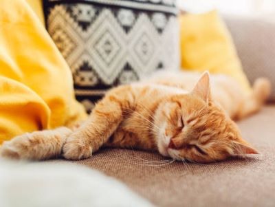 healthy sleep of cats