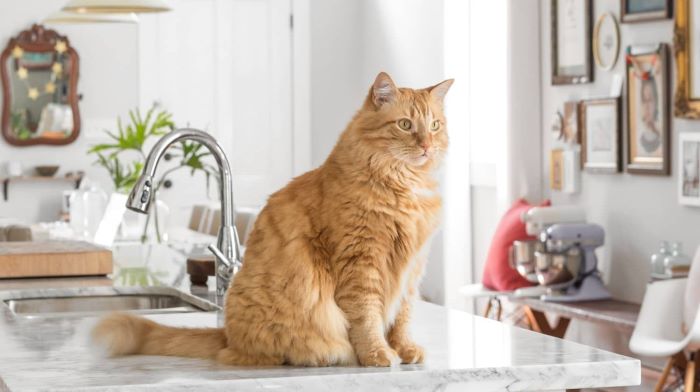 How to Keep Cats Off the Counter