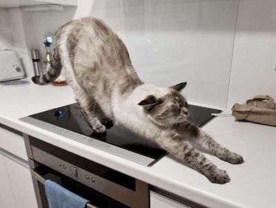 How to Keep Cats Off the Counter