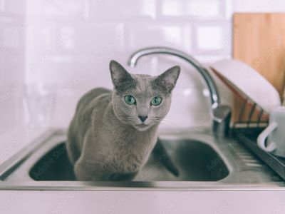 How to Keep Cats Off the Counter