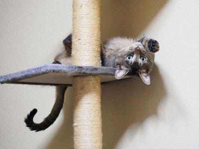 How to Keep Cats Off the Counter