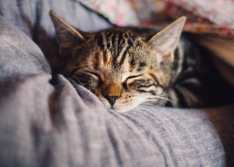 Picture of Home Remedies for Diarrhea in Cats