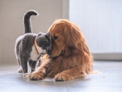 Selecting A Dog Friend For Your Cat