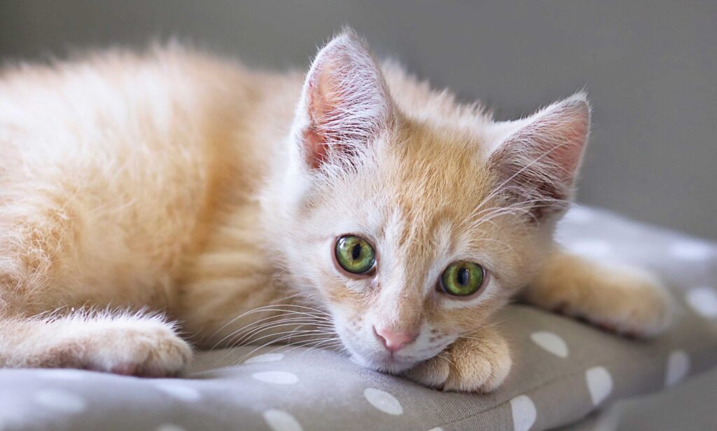 What Causes Diarrhea in Cats
